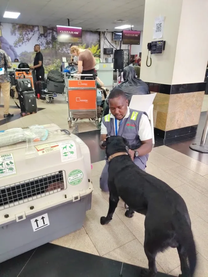 A Kiram Air handler settling a black dog beside its travel crate at the airline check-in desk