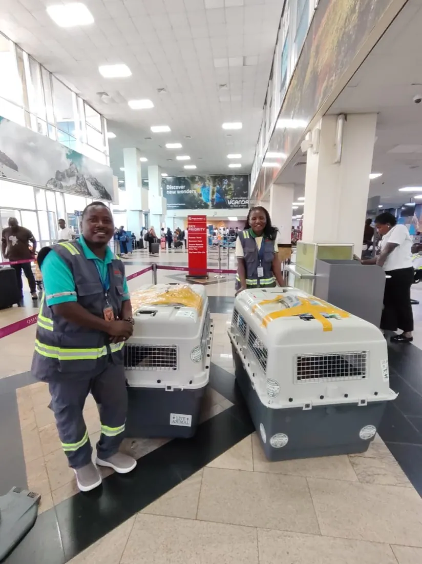 Two Kiram Air handlers in hi-vis vests standing with two sealed IATA travel crates in the departures hall at Entebbe